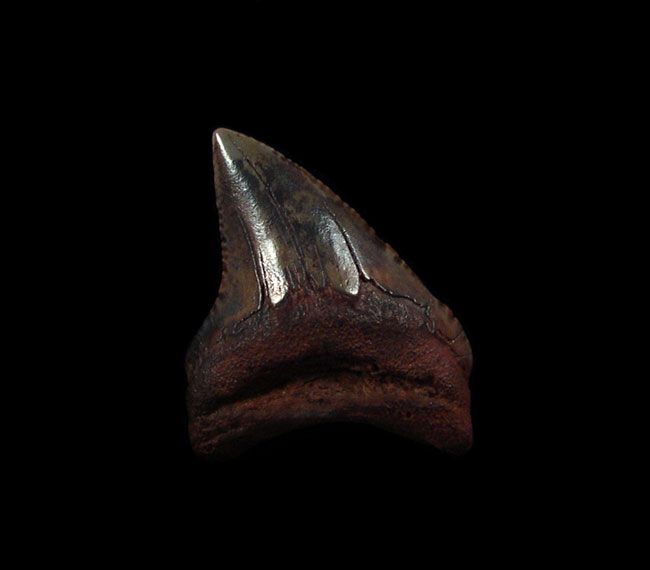 Red site Serrated Giant Thresher shark tooth for sale | Buried
