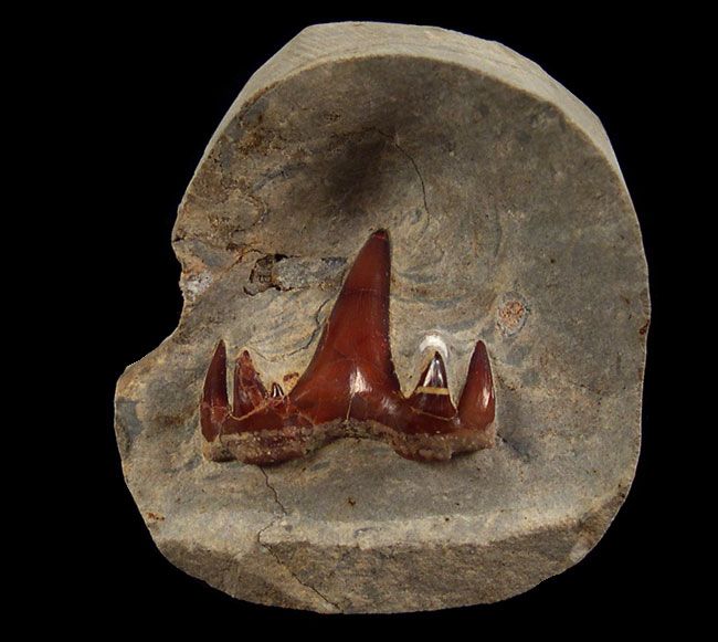 Extra Large Ctenacanthus artiensis tooth for sale Buried
