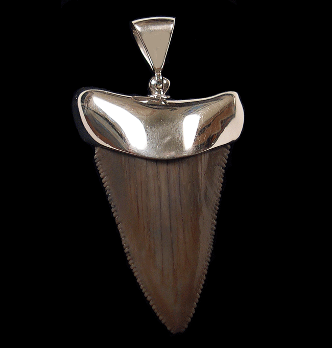 Large Shark's Tooth Pendant Large Shark's Tooth Pendant
