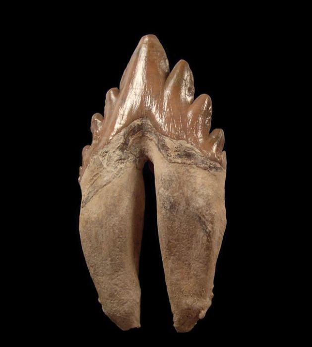 奇跡の石 医王石 A-0156 Zygorhiza kochii tooth for sale | Buried Treasure Fossils