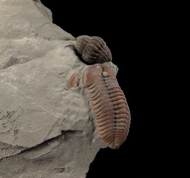 トリロバイト標本 Flickiaiyenne ouzregui Flexicalymene trilobite for sale | Buried Treasure Fossils