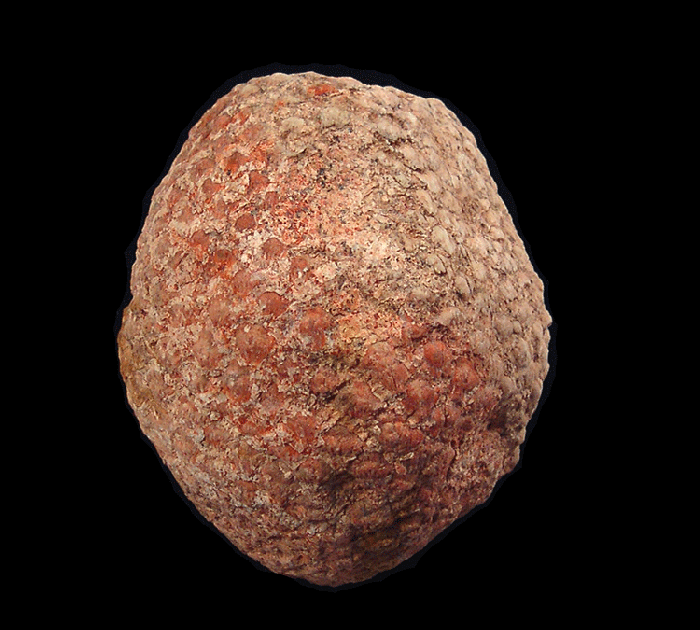 Araucaria mirabilis polished half for sale | Buried Treasure Fossils