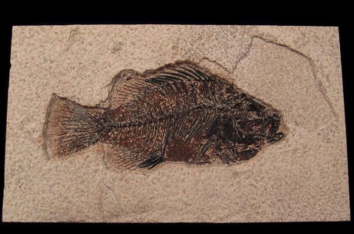 Green River fossil fish for sale Buried Treasure Fossils