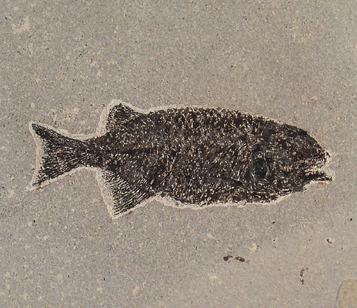 Top Quality Fossil fish for sale Phareodus Buried Treasure Fossils