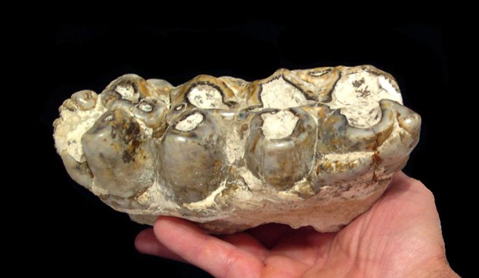プラティベロドンの臼歯　Platybelodon sp. Platybelodon (Gomphotherium relative)