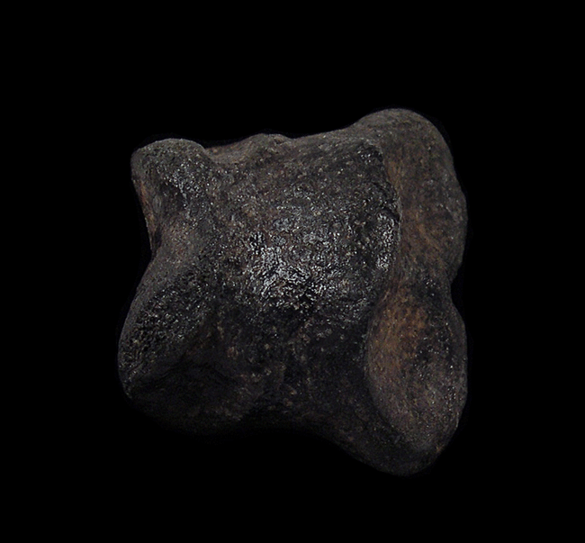 P.phoebus（1メス、アラスカ産） Fossil horse toe bone from So. Carolina | Buried Treasure Fossils
