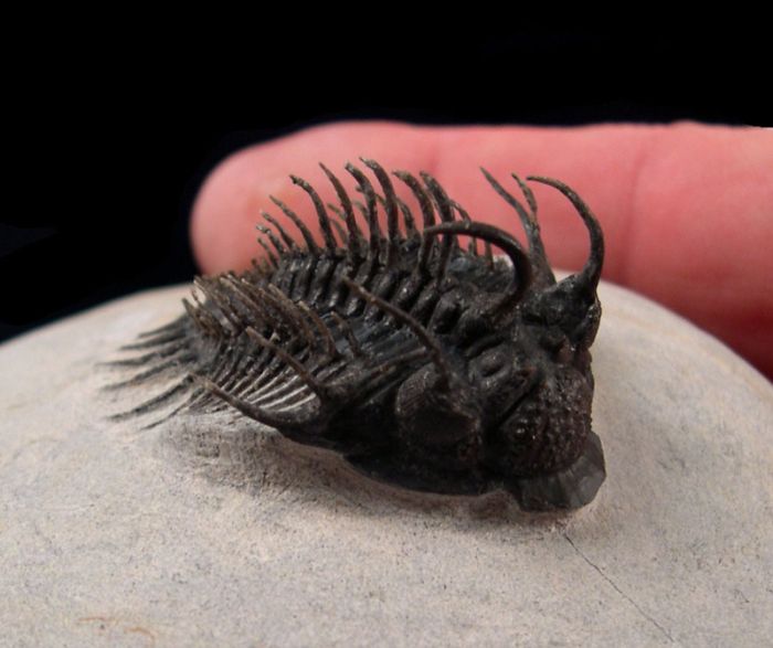 Comura bultyncki trilobite for sale | Buried Treasure Fossils