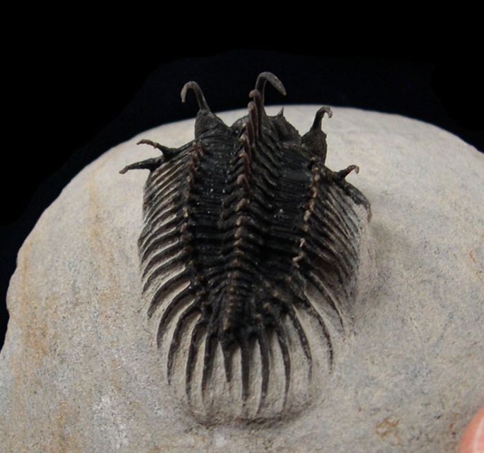 Comura bultyncki trilobite for sale | Buried Treasure Fossils
