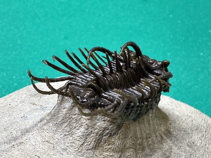 Koneprusia dahmani trilobite | Buried Treasure Fossils