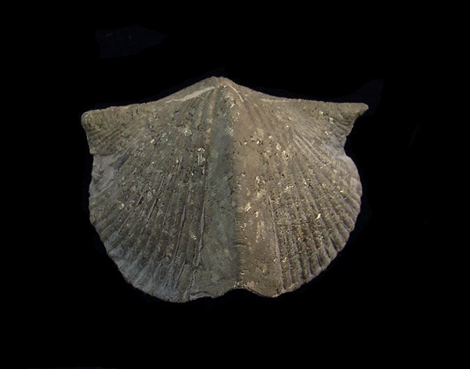 Paraspirifer Bownockeri - greenfloat