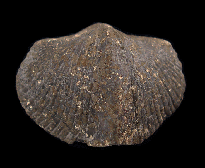 Paraspirifer bownockeri | Buried Treasure Fossils