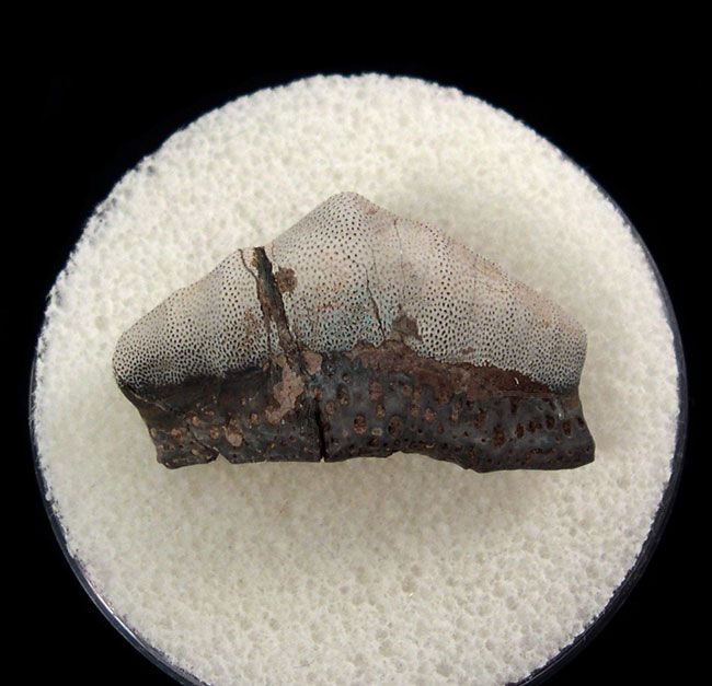 Agassizodus tooth for sale Buried Treasure Fossils