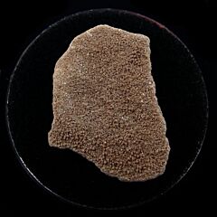 Argentina dinosaur egg shell for sale | Buried Treasure Fossils