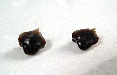 Nebrius thielensis