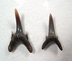 Odontaspis winkleri