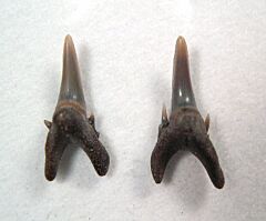 Odontaspis winkleri