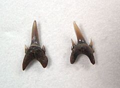 Odontaspis winkleri