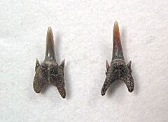 Odontaspis winkleri