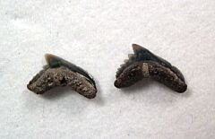Pachygaleus lefevrei