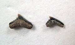 Pachygaleus lefevrei