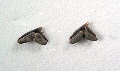 Pachygaleus lefevrei