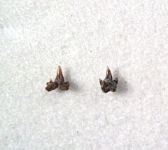 Scyliorhinus gilberti