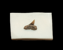 Scoliodon sp.                                                 