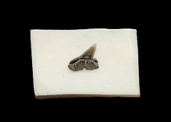 Scoliodon sp.                                                 