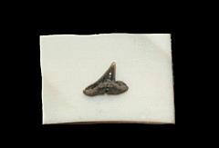 Scoliodon sp.                                                 