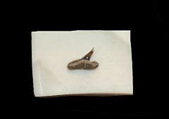 Scoliodon sp.                                                 