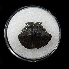 Belgium Notorynchus primigenius lower jaw tooth | Buried Treasure Fossils