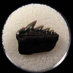 Belgium Notorynchus primigenius tooth | Buried Treasure Fossils