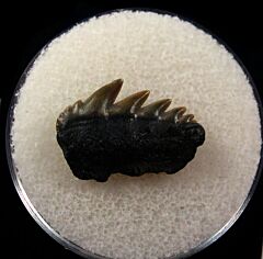 Belgium Notorynchus primigenius tooth for sale | Buried Treasure Fossils