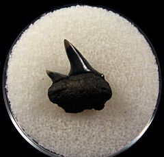 Belgium Cow shark tooth for sale | Buried Treasure Fossils