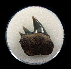 Hexanchus gigas tooth for sale - Belgium | Buried Treasure Fossils