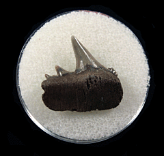 Hexanchus gigas tooth - Belgium | Buried Treasure Fossils