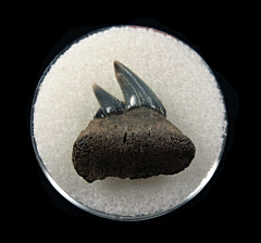 Belgium Notorynchus primigenius lower jaw tooth | Buried Treasure Fossils