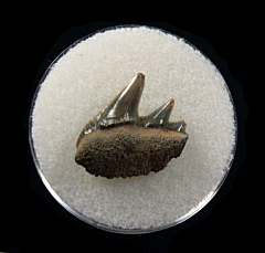 Belgium Notorynchus primigenius lower jaw tooth | Buried Treasure Fossils