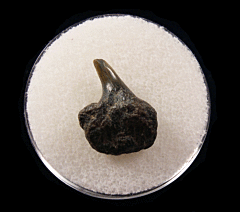 Hexanchus gigas - Belgium