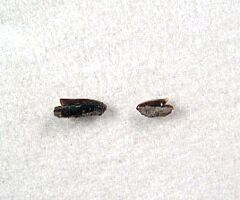 Squalus smithi