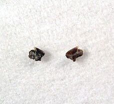 Squalus smithi