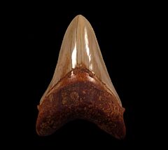 Small Chilean Megalodon tooth for sale | Buried Treasure Fossils
