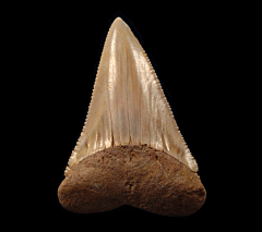 Extra Large fossil Great White shark tooth for sale | Buried Treasure Fossils