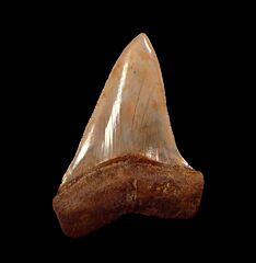 Extra large Carcharodon hubbelli tooth for sale | Buried Treasure Fossils