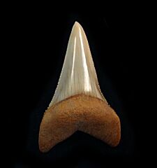 Carcharodon hubbelli