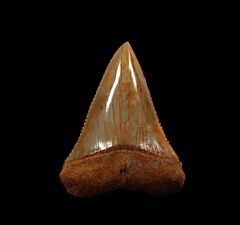 Top quality Chilean Great White shark tooth for sale | Buried Treasure Fossils