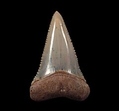 Carcharodon carcharias  - "Blue Site" 