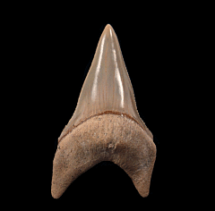 Carcharodon hubbelli tooth | Buried Treasure Fossils