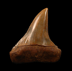 Chilean Carcharodon hubbelli tooth for sale | Buried Treasure Fossils