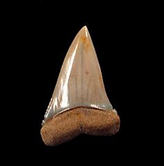 Rare Chilean Great White transition tooth for sale | Buried Treasure Fossils